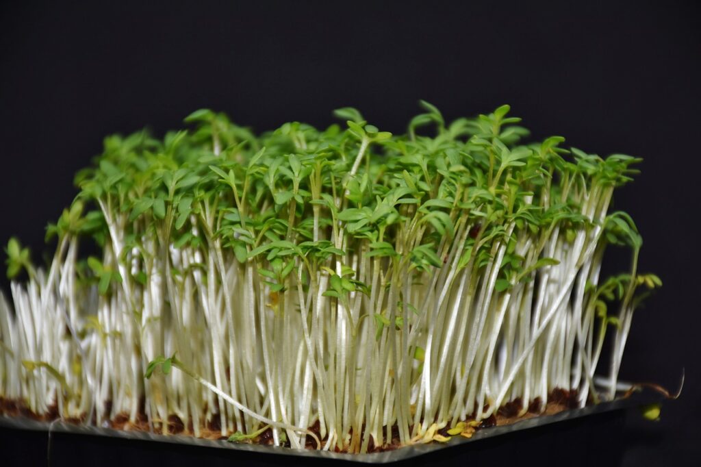 Salad Cress Seeds, Microgreens Seeds