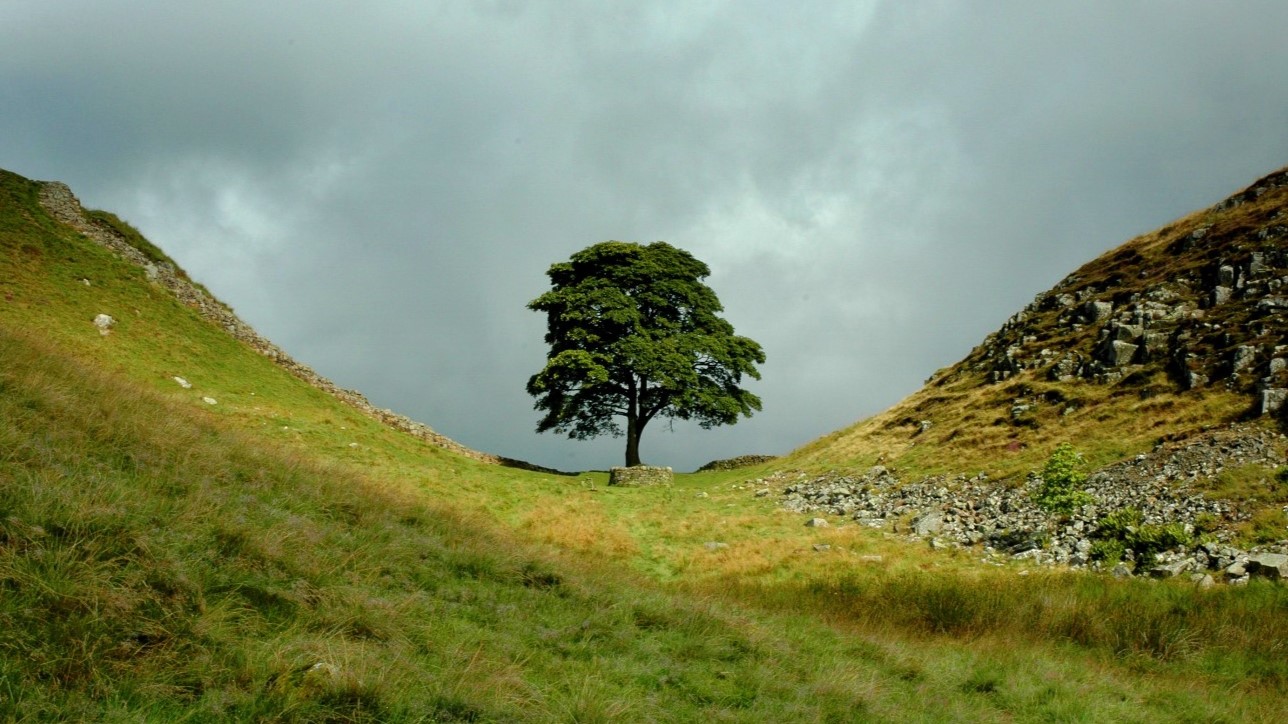 The Sycamore Gap: four other significant tree destructions from history