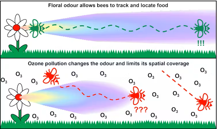 Top half of the diagram is labelled 'Floral odour allows bees to track and local food' and shows a bee flying directly towards a flower. Bottom half of diagram is labelled 'Ozone pollution changes the odour and limits its spatial coverage' and shows a bee flying confusedly between O3 symbols.