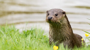 An otter on a river bank