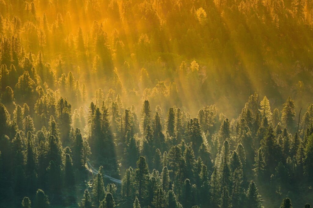 Conifer forest at sunset