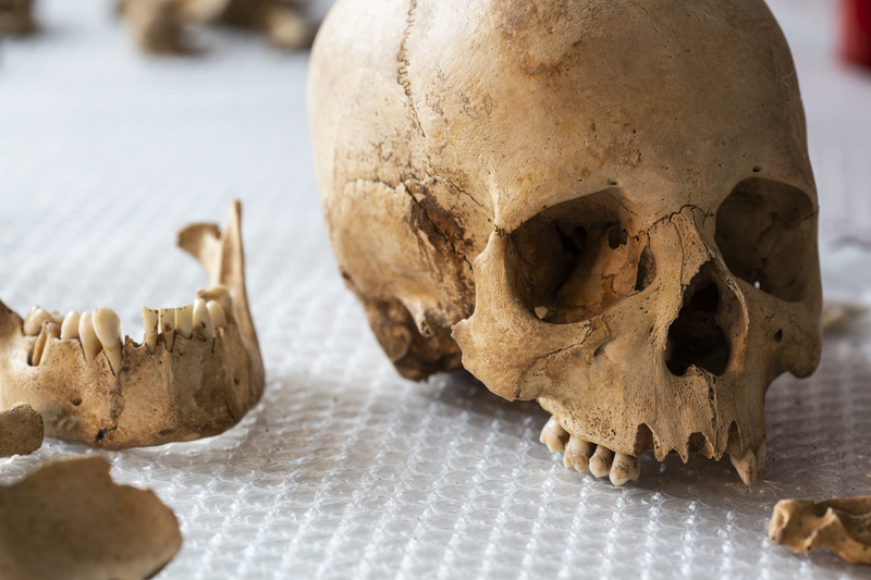 Ancient human skull