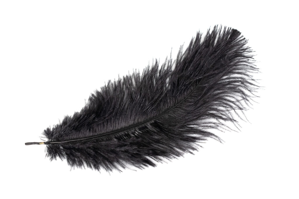 Large black feather