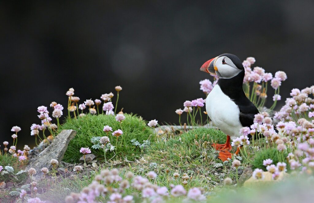 Puffin on a bank in the Shetland Islands