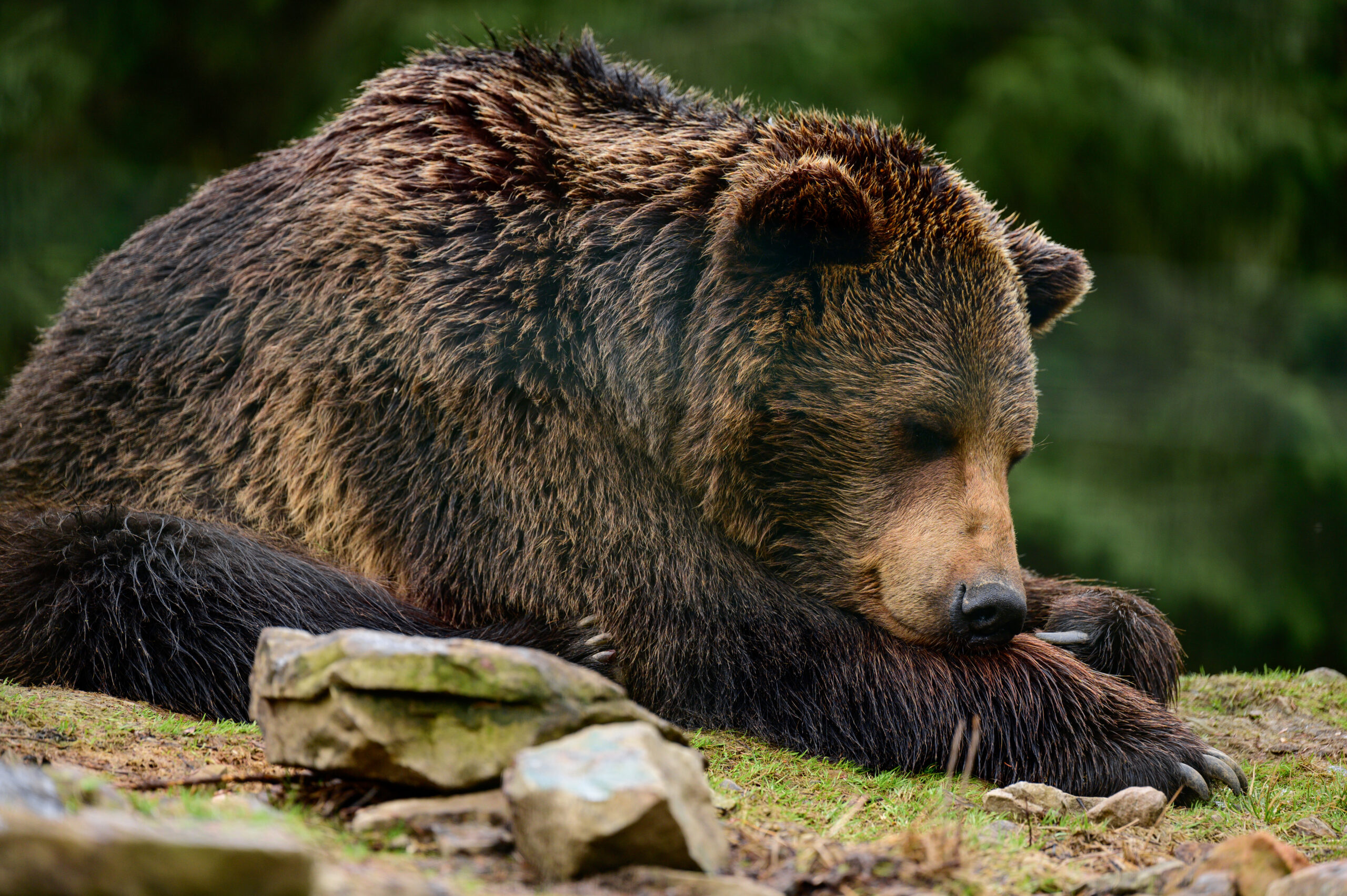Now we know why hibernating bears don’t get blood clots