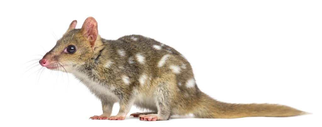 Profile of a Quoll isolated on white