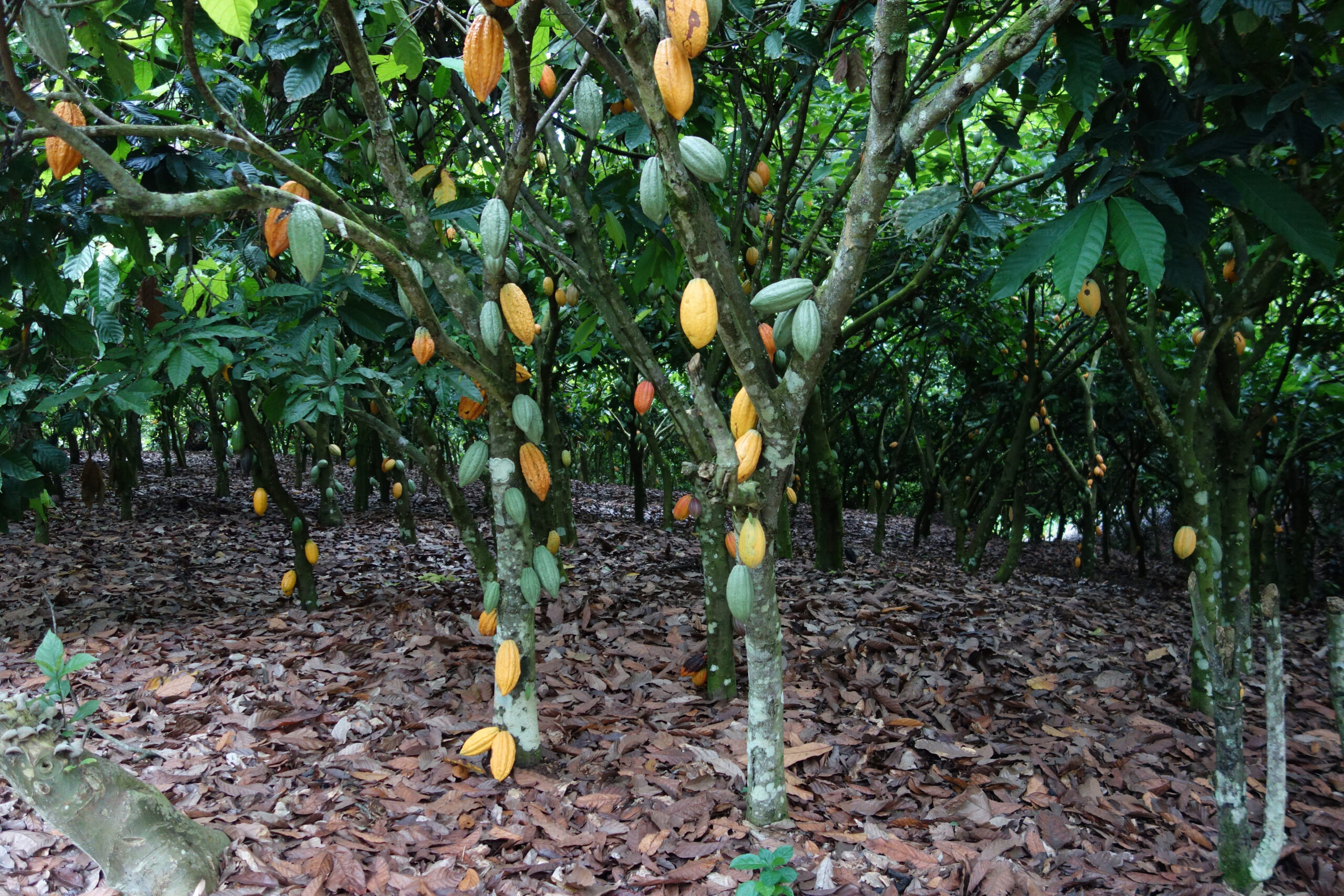 Cocoa trees with growing cocoa pods