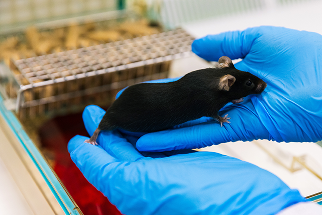 A mouse in an animal research lab