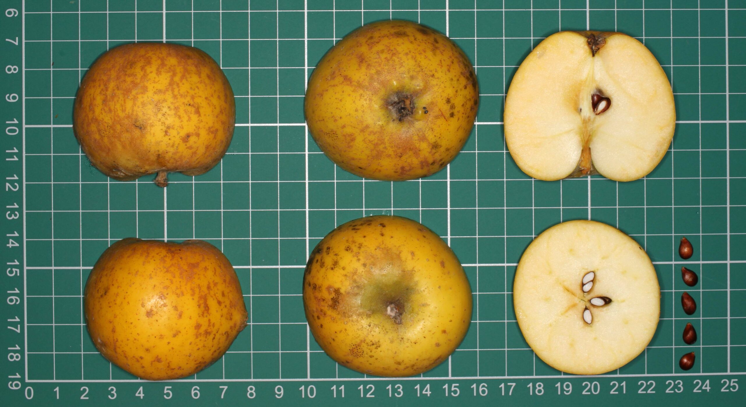 A muddy-yellow apple on a cutting board