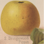 A watercolour of a golden yellow apple