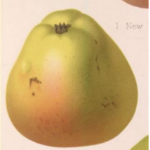 A watercolour of a misshapen yellow-red apple