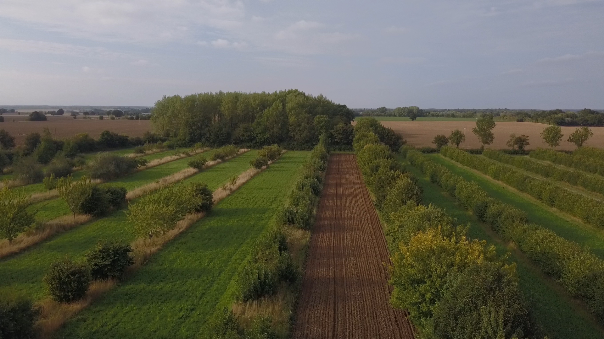 lines of trees on farm