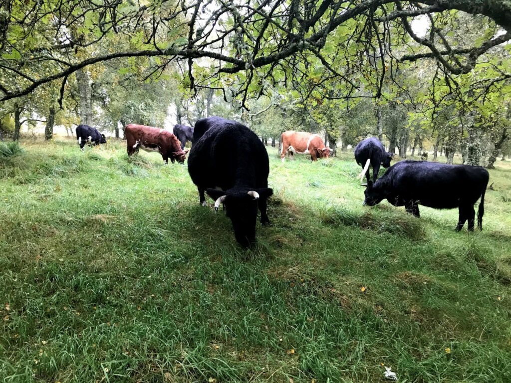 livestock-grazing-under-trees