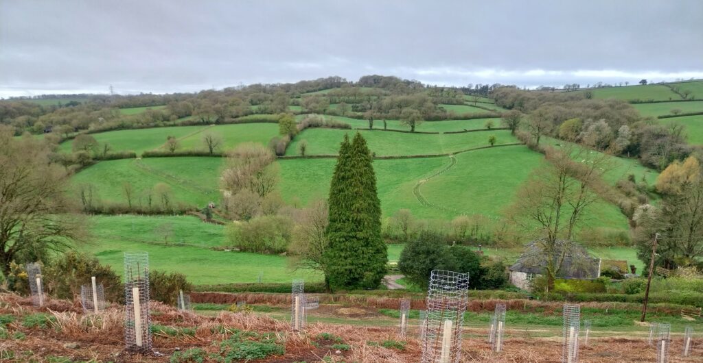 planting-new-tree-on-farm