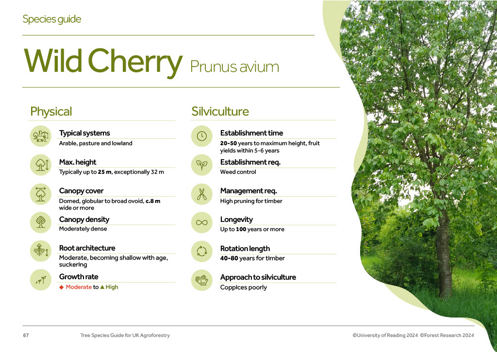 Tree-species-guide-example-page