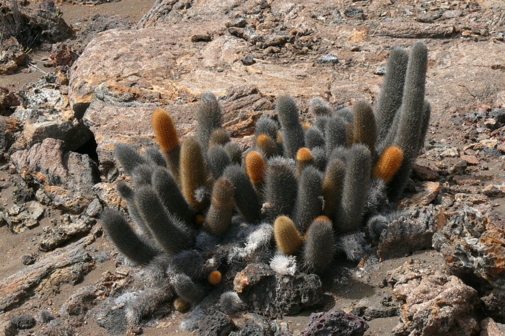 Cacti growing on a lava field