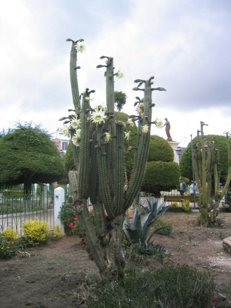 Flowering San Pedro cactus