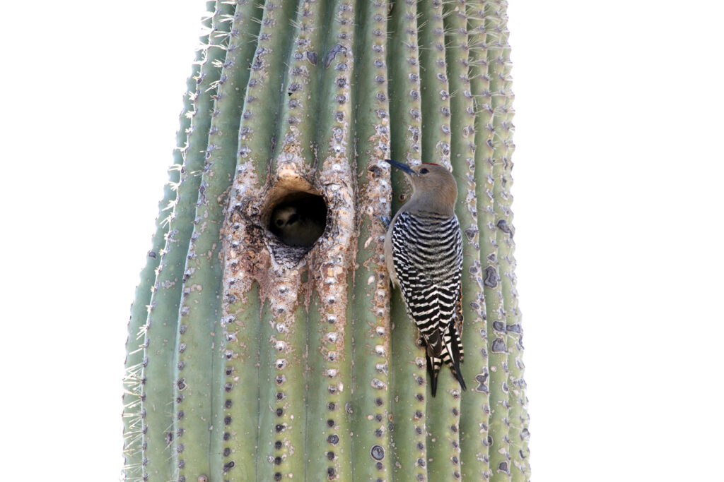 Gila woodpeckers nesting in a saguaro cactus.