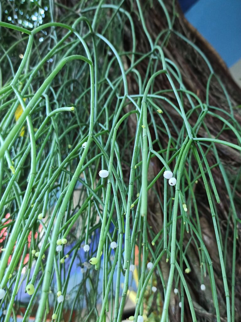 The mistletoe cactus has a mysteriously global distribution.