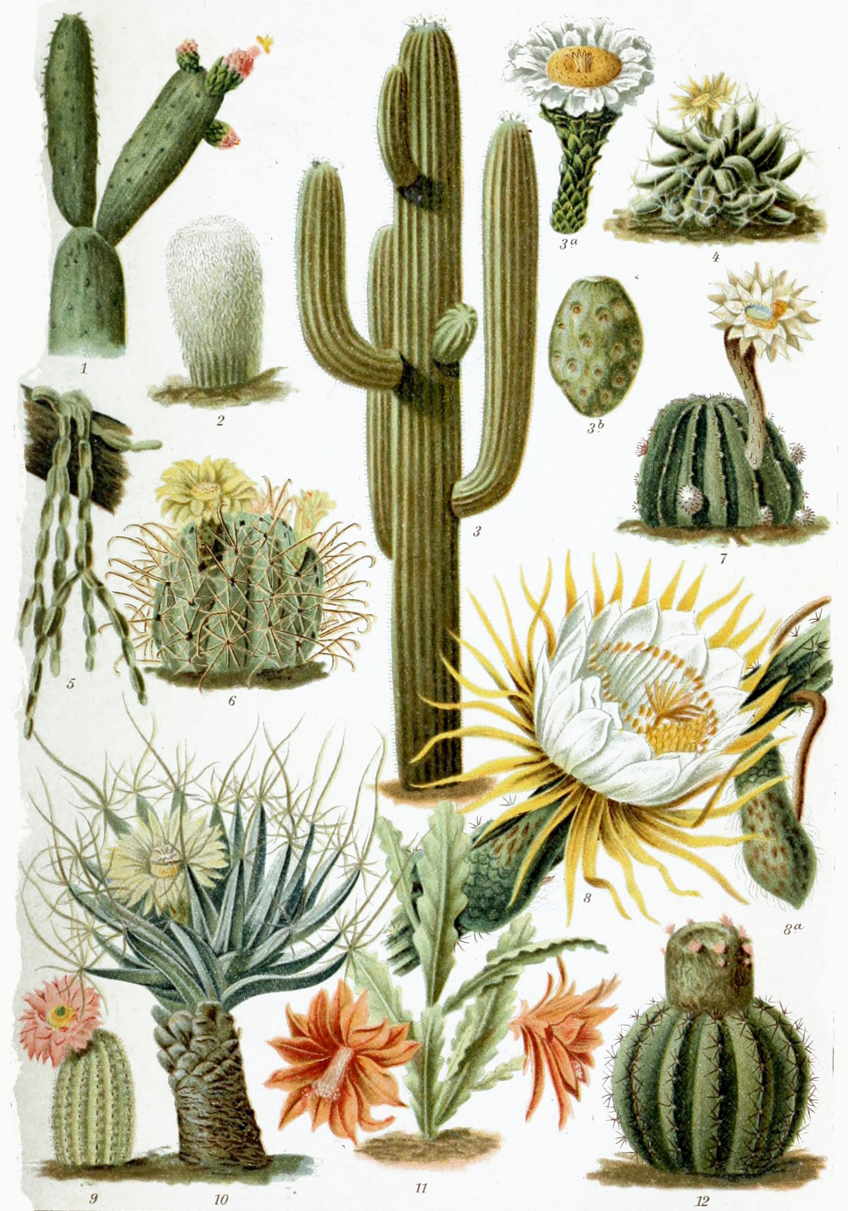 Cacti are surprisingly fragile – and five other intriguing facts about these spiky wonders