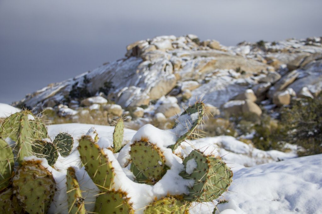 Some cacti grow in high altitudes despite the cold.