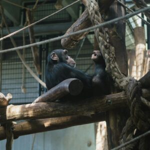 A chimpanzee in an enclosure resting on a wooden climbing frame