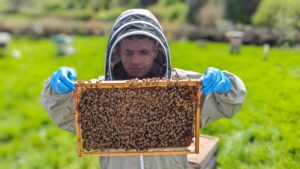 young-man-holding-frame-of-bees