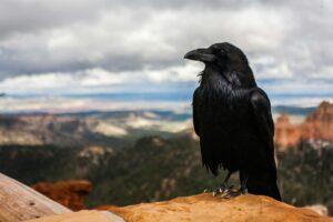 Raven with a mountain landscape