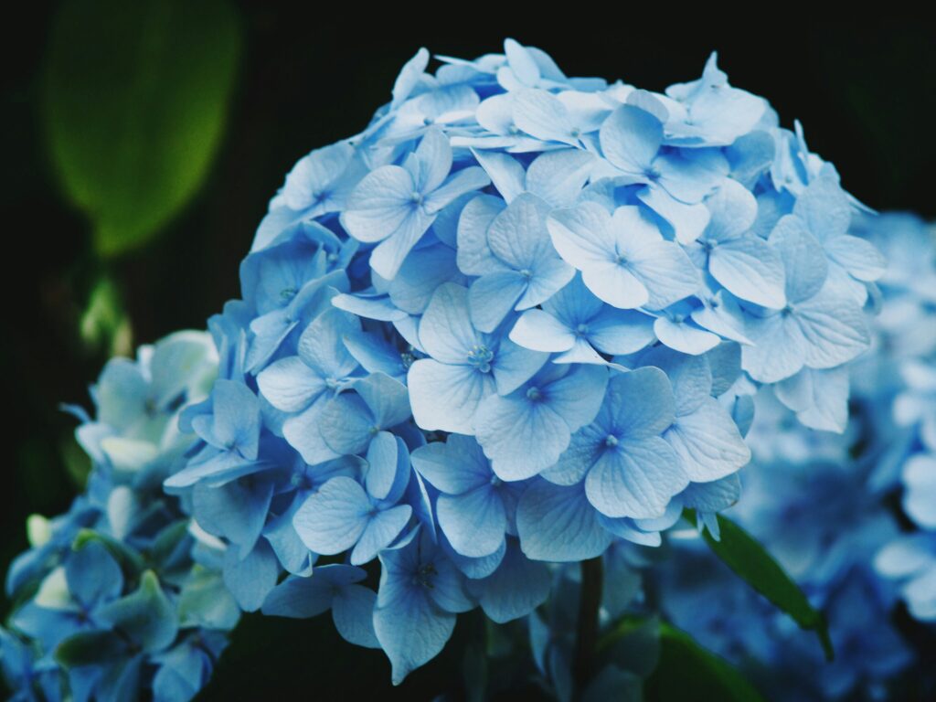 Blue Hydrangea flower