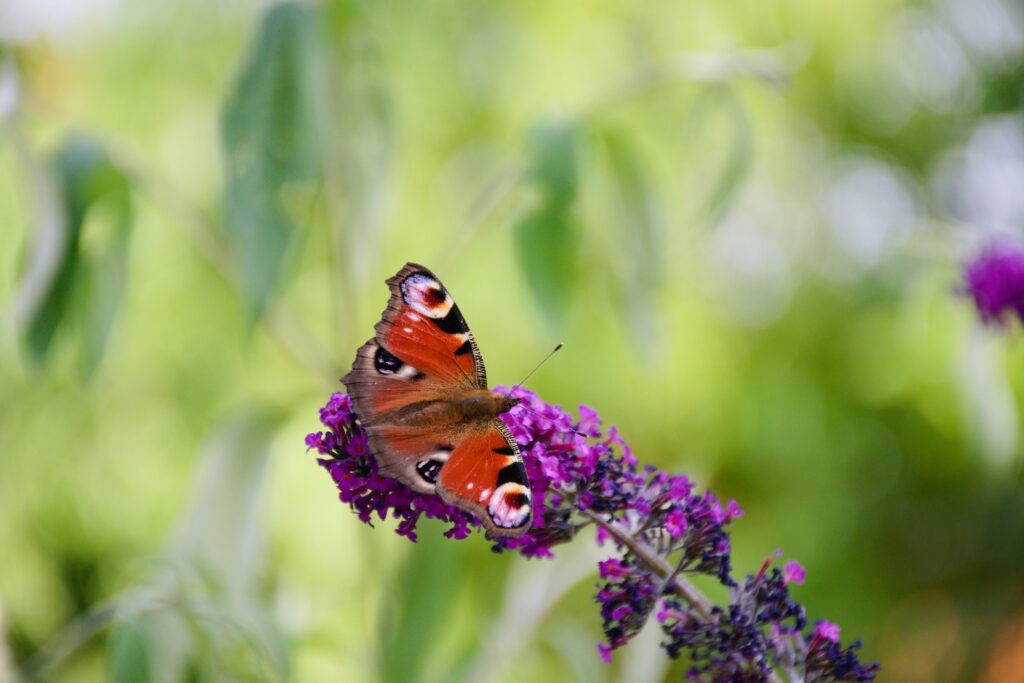 butterfly on a magenta flower