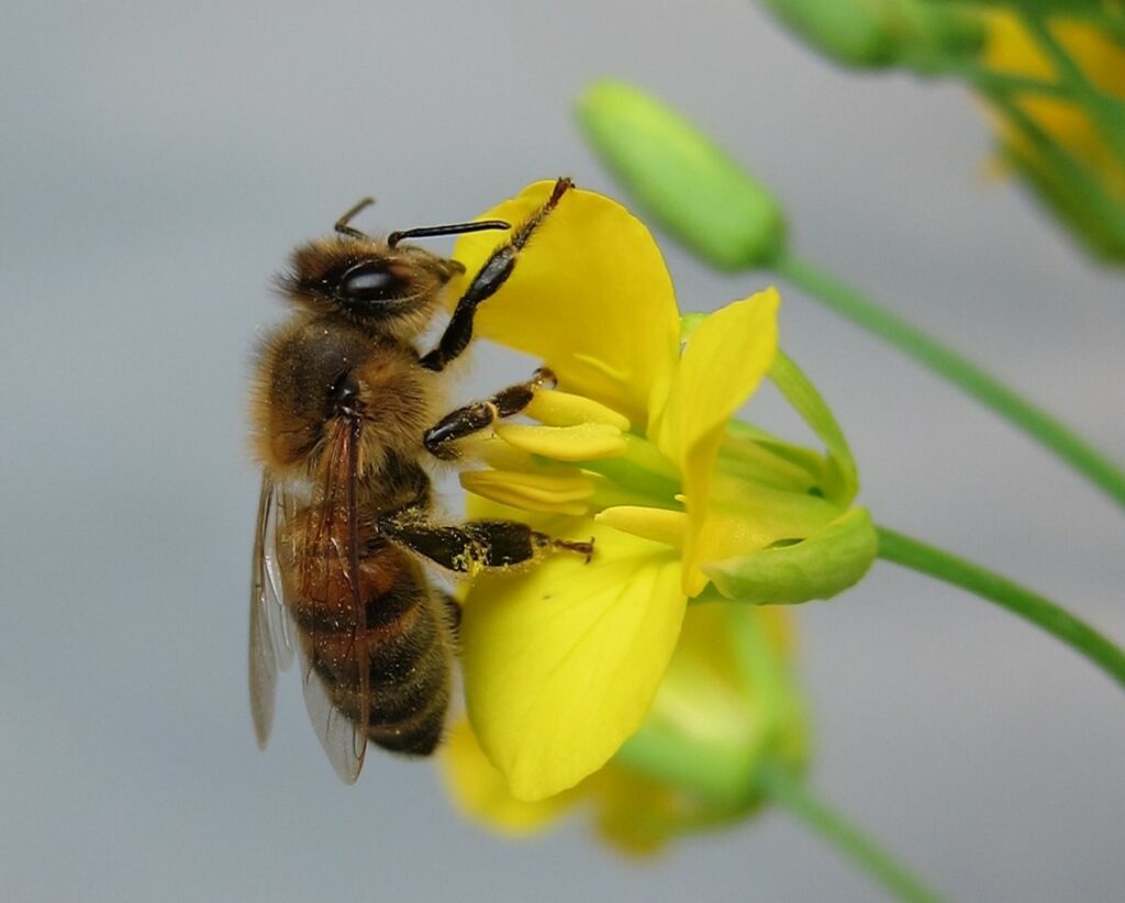 Bee on a yellow flower