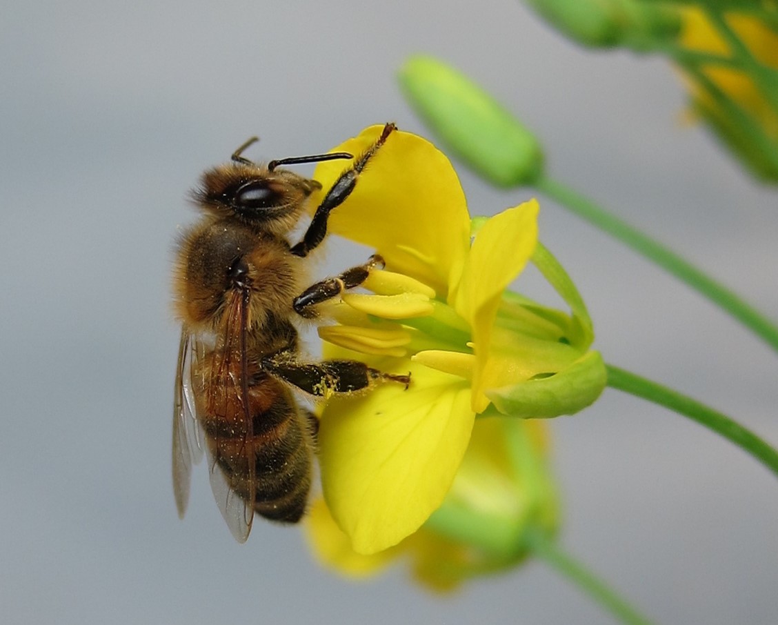 Air pollution is silently decimating pollinators – but barely harms pests