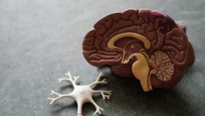 model of a brain on a grey background