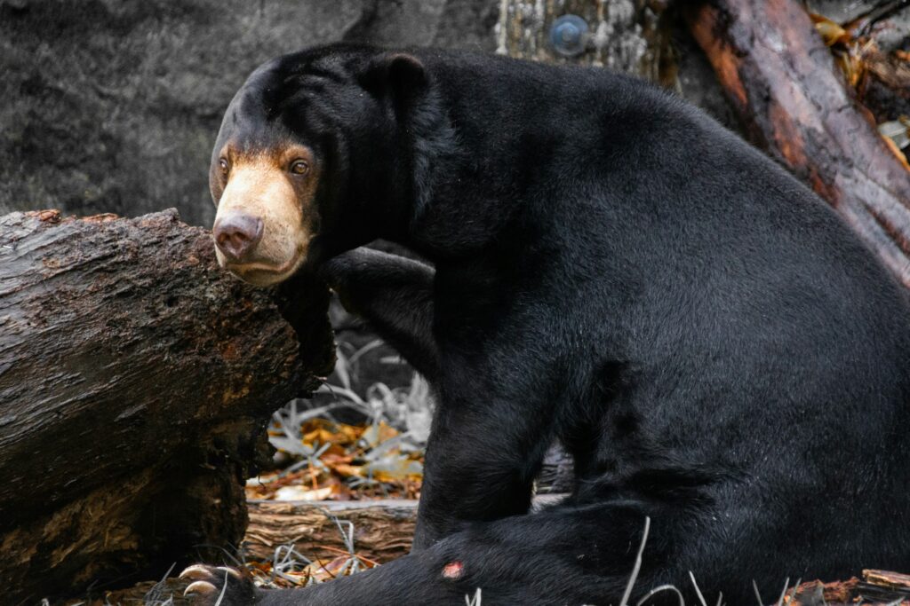 sun bear