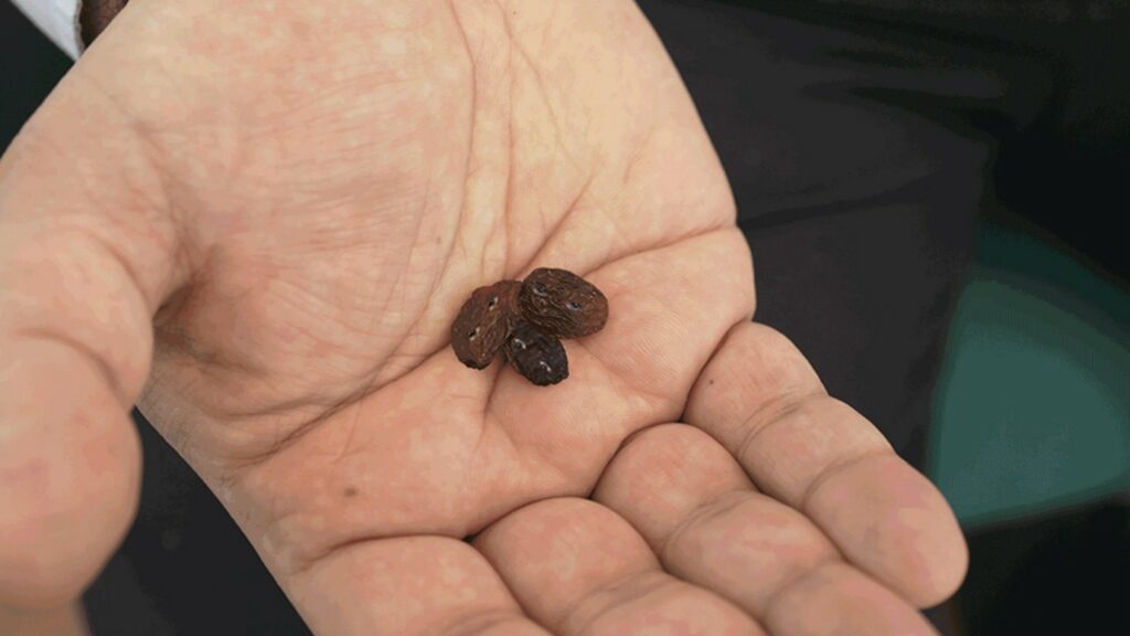 Hand holding raisins in palm