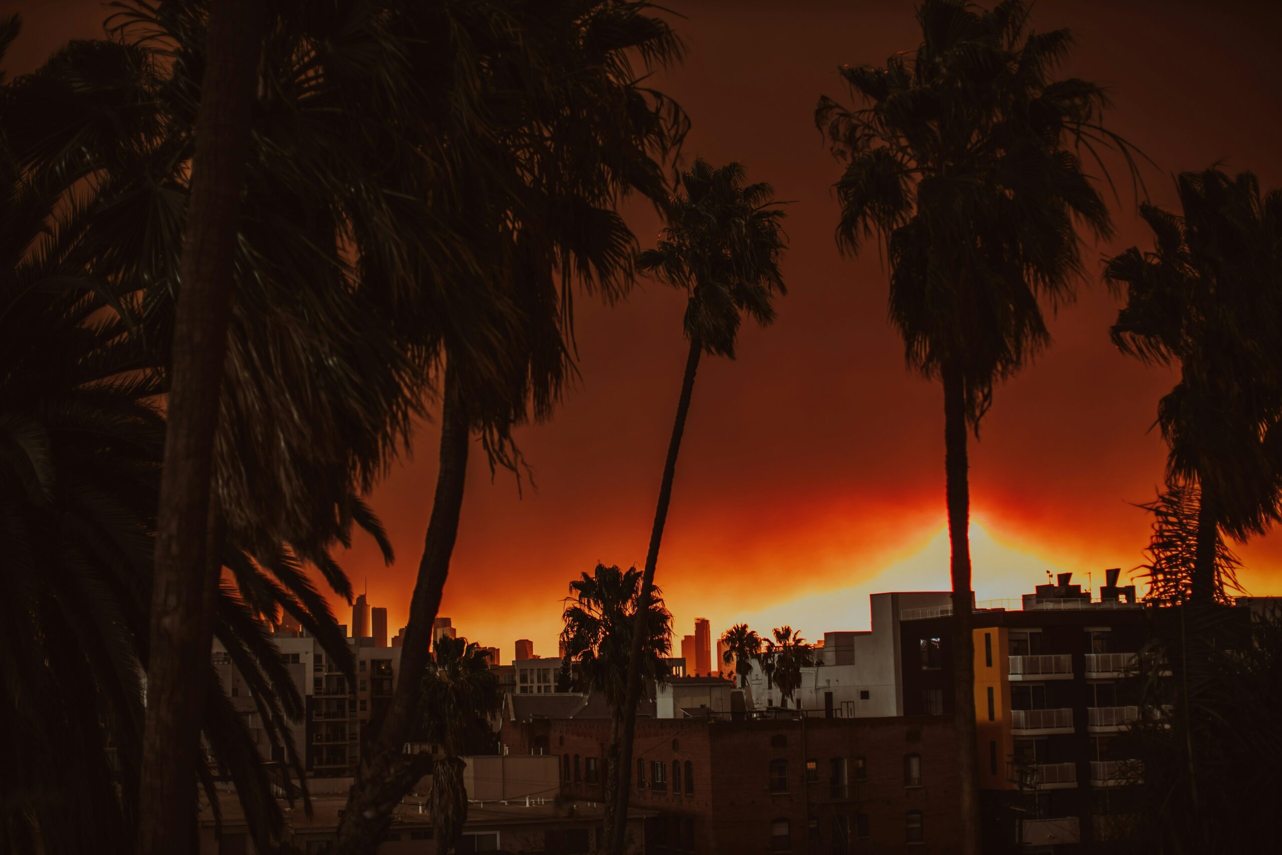 Palm trees silhouetted against the glow of the January 2025 Palisades fire in Los Angeles, California