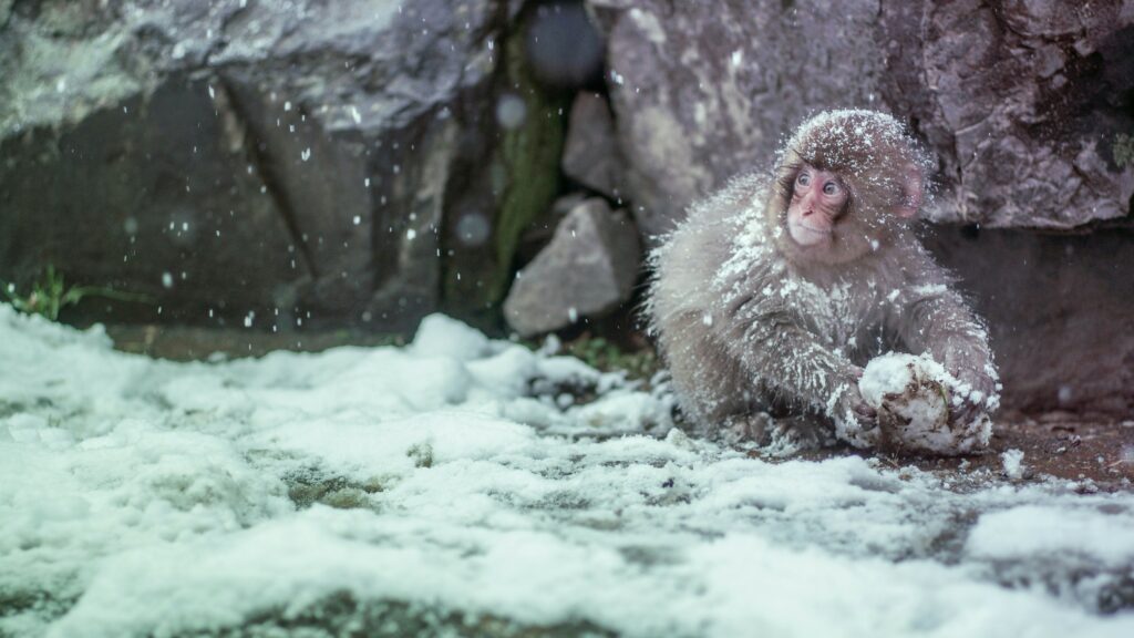 Brown monkey covered by snow
