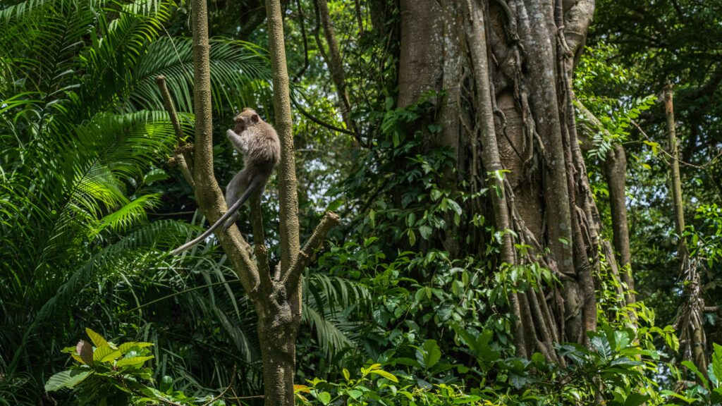 A monkey sits on a branch in a lush jungle