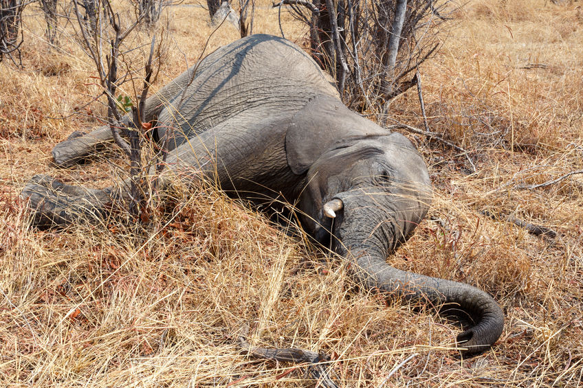 Hundreds Of Elephants Are Mysteriously Dying In Botswana Dr Vicky Boult Explains What We Know