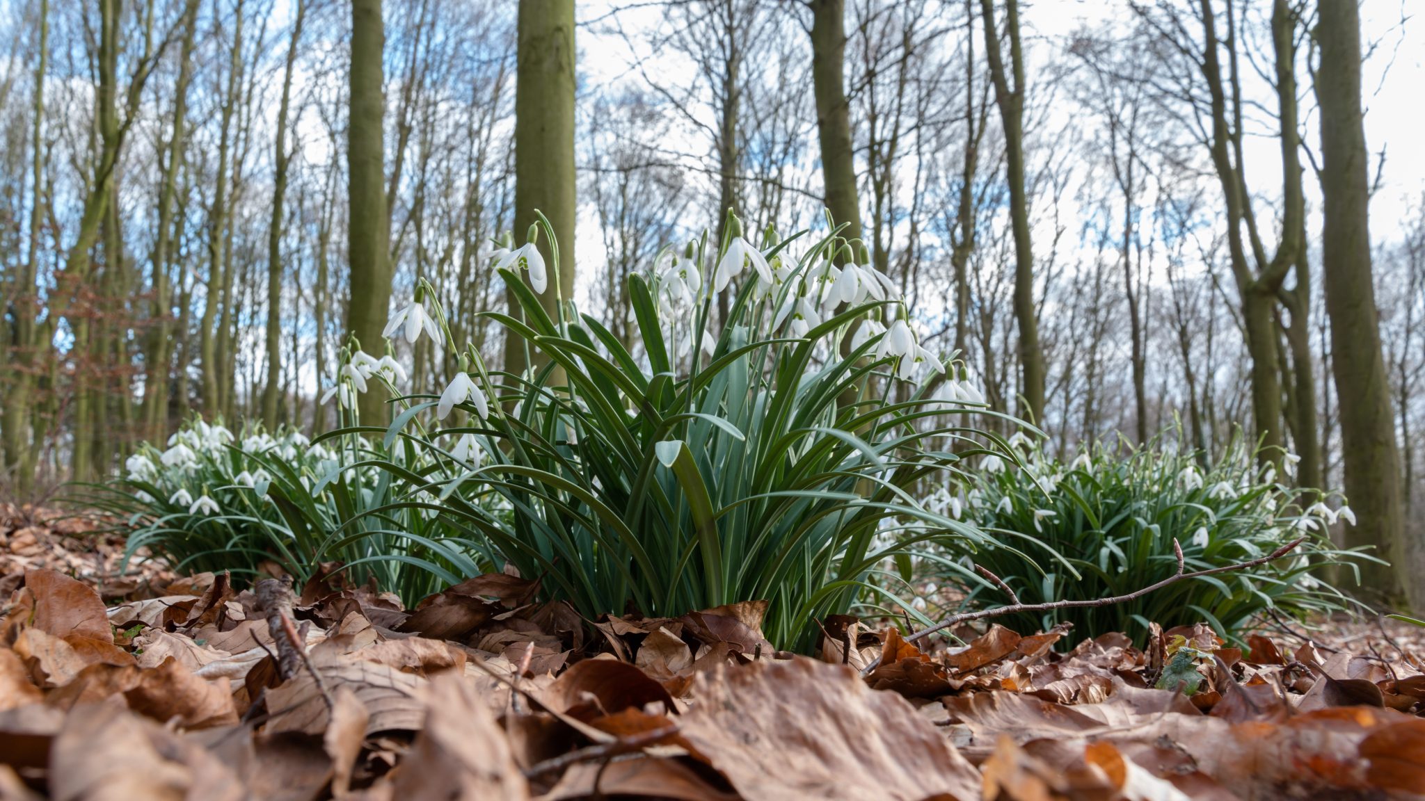 Daffodils and snowdrops are here but what happens next? Connecting