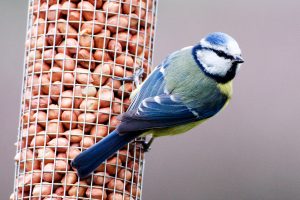 blue tit on feeder