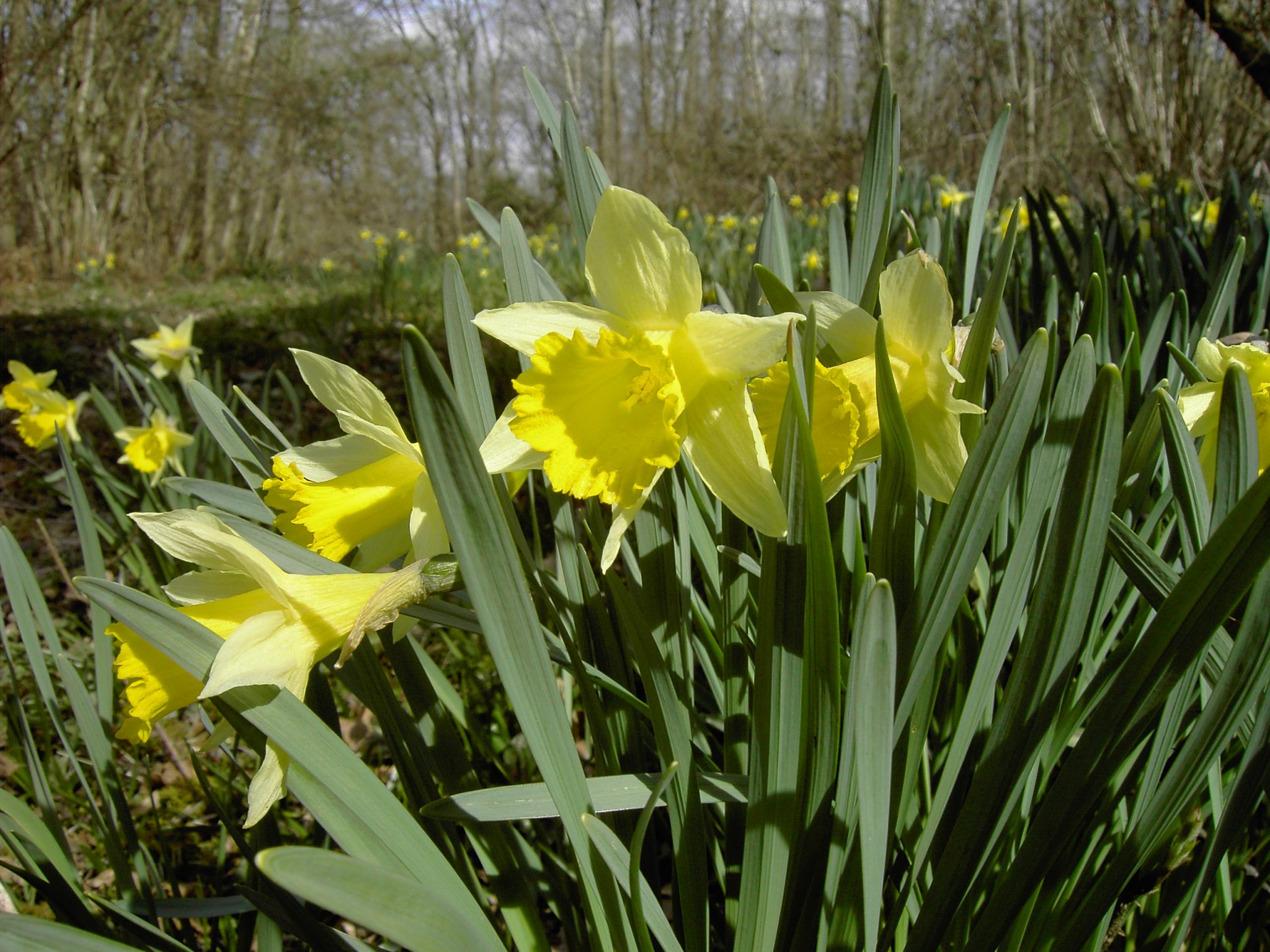 Daffodils and snowdrops are here but what happens next? Connecting