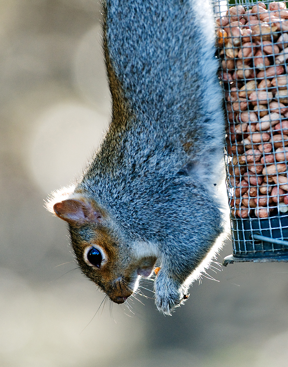 How to discover the wildlife wonders of your own garden - Connecting ...