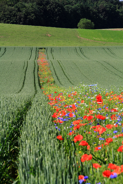 Bees and pollinating insects benefit from wildflower strips and other bee-friendly land cover.