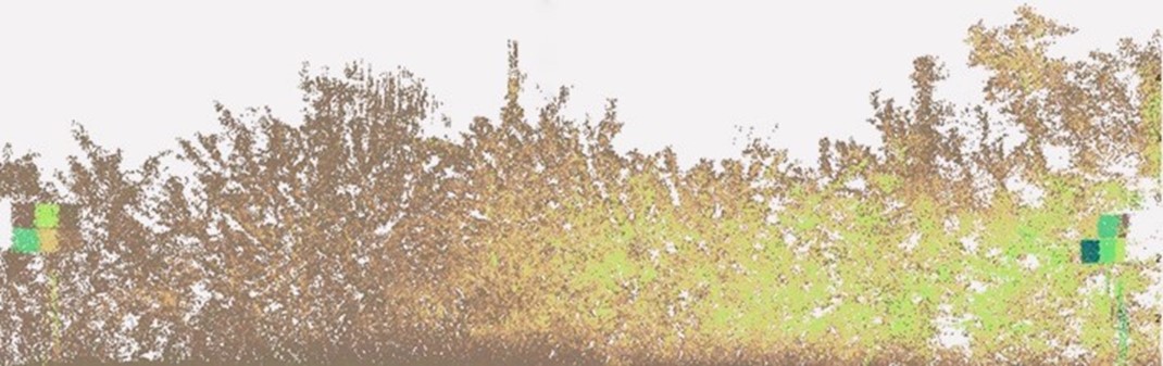 Terrestrial LIDAR image of a hedgerow
