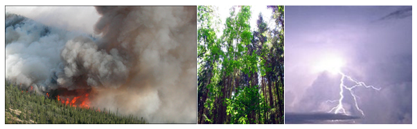 Photos of a forest fire, trees and lightening