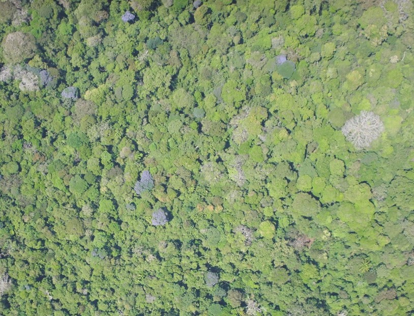 Photo of a forest canopy in Panama